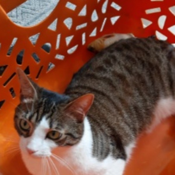 Photo de Blue