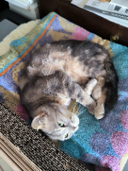 Photo de Twix