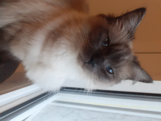 Rosie
