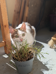 Photo de Mushu