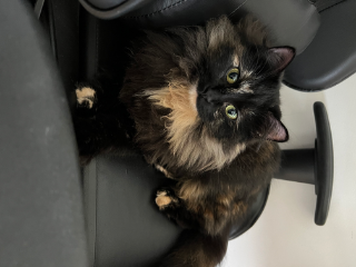 Misti