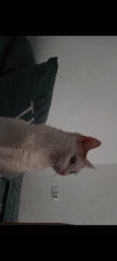 Princeesse
