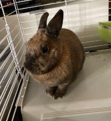 Chipie