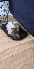 Photo de Ivy