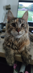 Tina