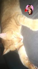 Doudou
