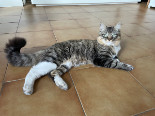 Photo de Scar
