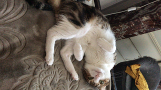 Photo de Tigrou