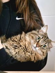 Figgy