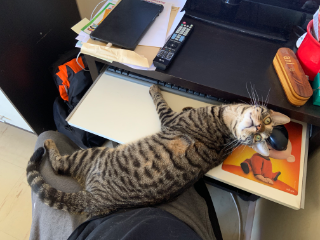 Photo de Simba