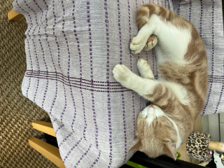 Photo de Sushi