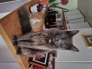 Photo de GRIZMO