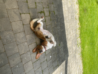Photo de Stella