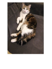 Photo de Roméo