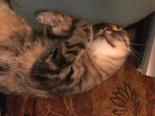 Photo de Nova