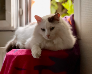Photo de Milo