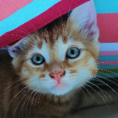 Photo de Yoshi