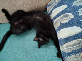 Photo de Blue