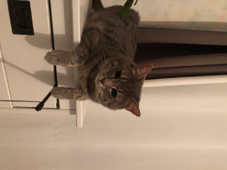 Photo de Miou
