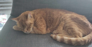 Simon
