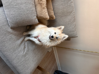 Tala