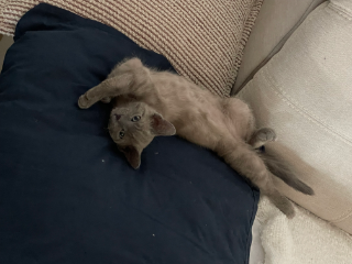 Photo de Moki