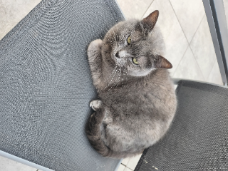Photo de Iris