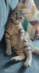 Photo de TIGROU