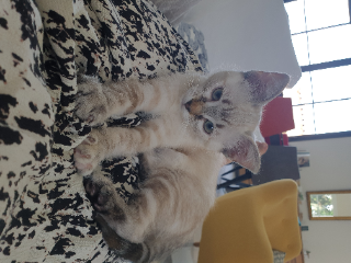 Photo de Pippa