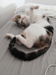 Photo de Cambouis