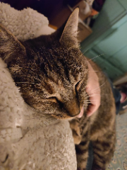 Jiji