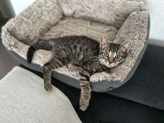 Nala