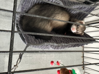 Photo de Shadow