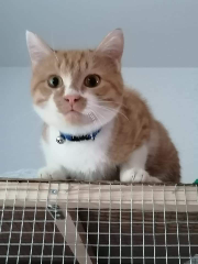 Féfé