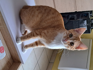 Garfield