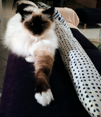 Photo de Watson