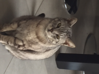 Bartolo