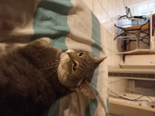 Photo de Chipie