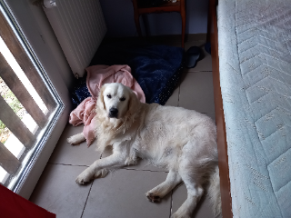 Photo de saiko