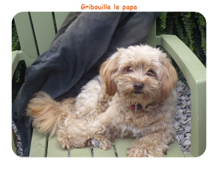 Gribouille