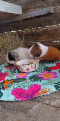 Lilou et Naya