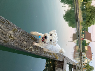 Bailey