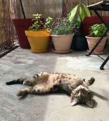 Neko
