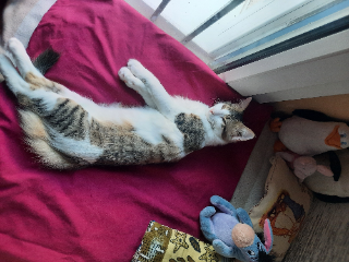 Chicco