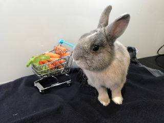 Photo de Peanut