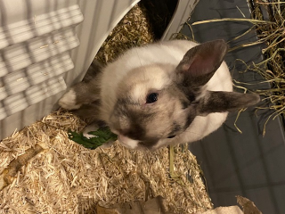 Photo de Milo