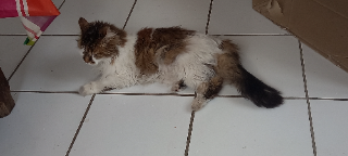 Photo de Cyrano