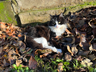 Photo de Lucky