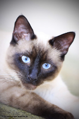 Berlioz