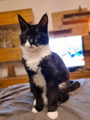 Photo de Puma